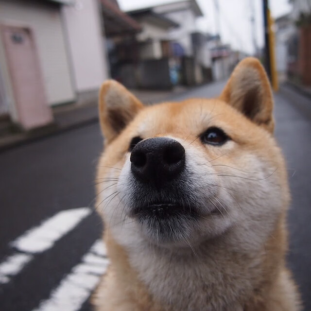 开拓者铁蹄踏碎紫金城，浓眉烈焰焚天诠释统治力