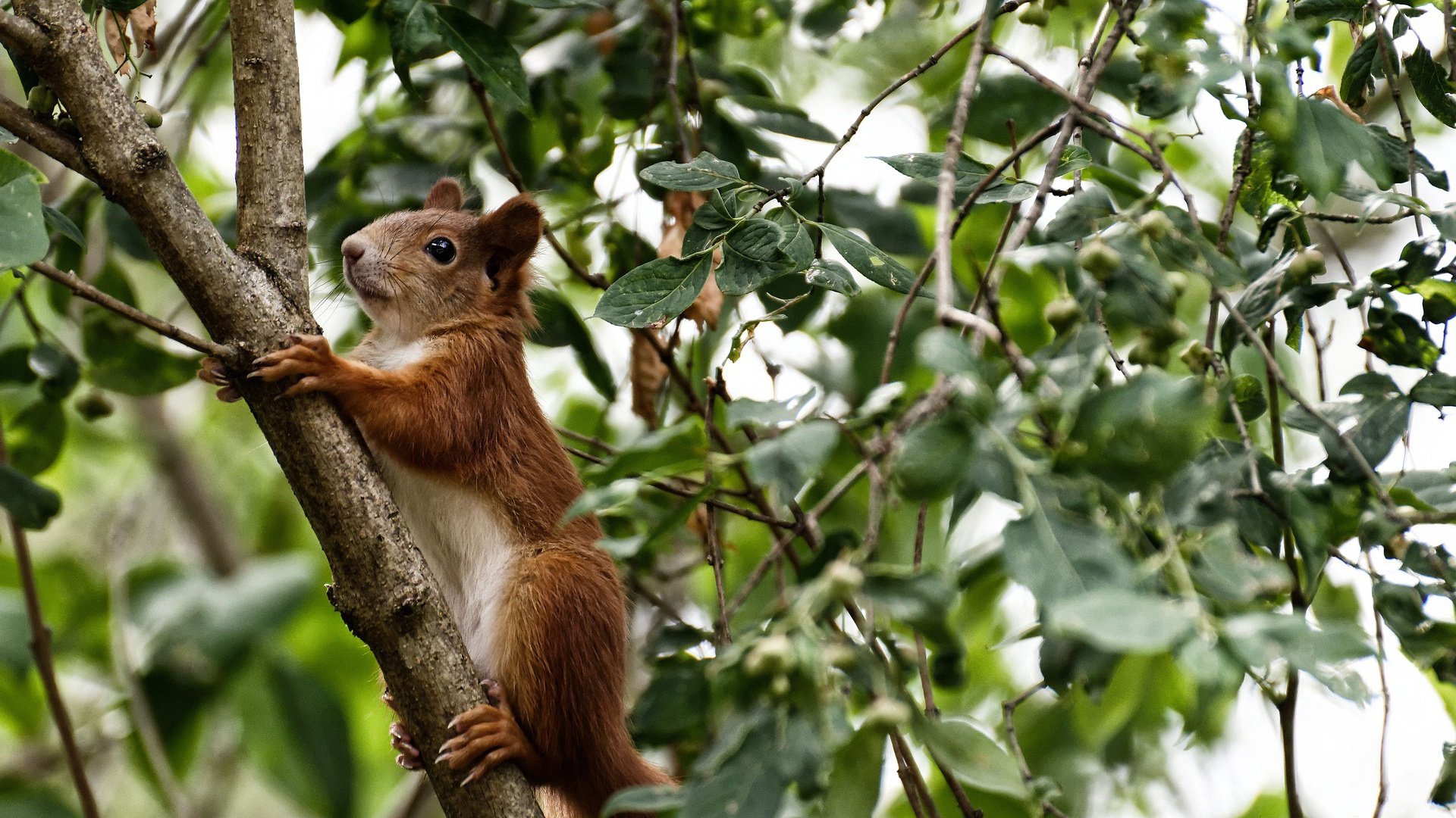 历史唯一！范弗利特0罚球缔造逆转神话，赛后采访惊呆所有人，我根本没想得分
