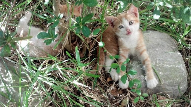 当苏格兰人封锁马赛，姆巴佩的破晓之战