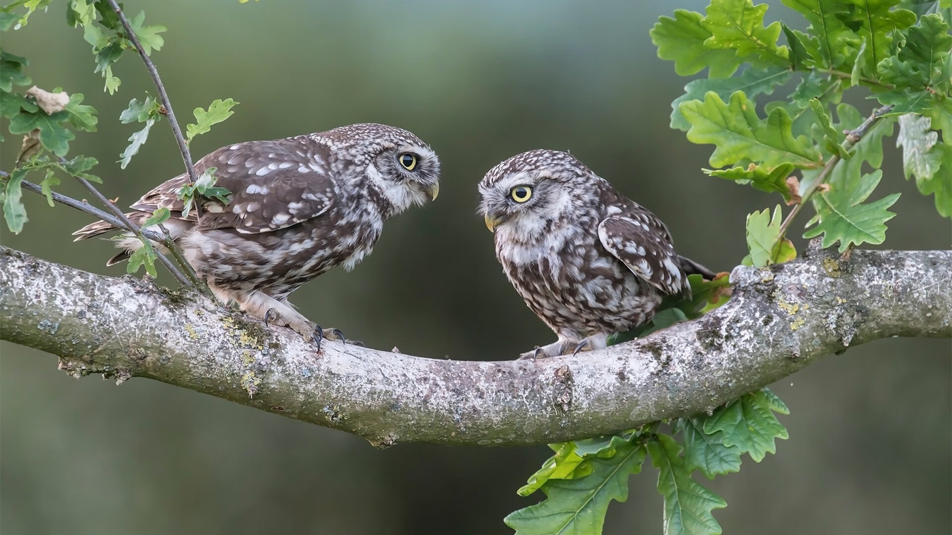当维尼修斯数据全面爆炸遇见荷兰斩落智利，个人表演与团队胜利的足球双重奏