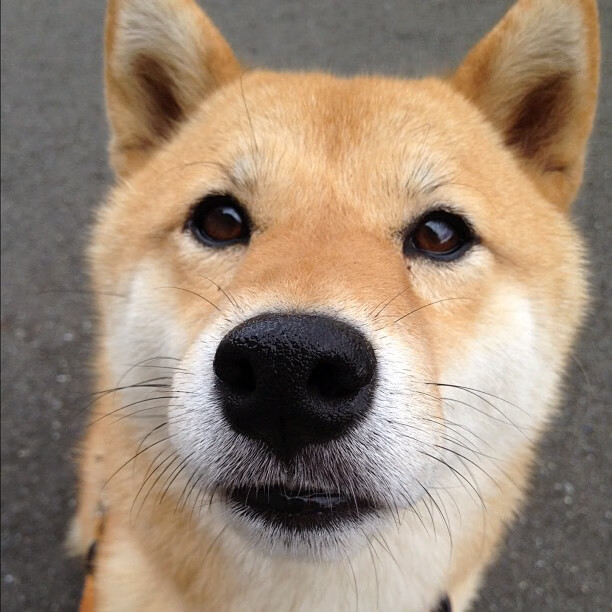 布克狂飙之夜，上海队以摧枯拉朽之势让卫冕冠军掘金提前缴械