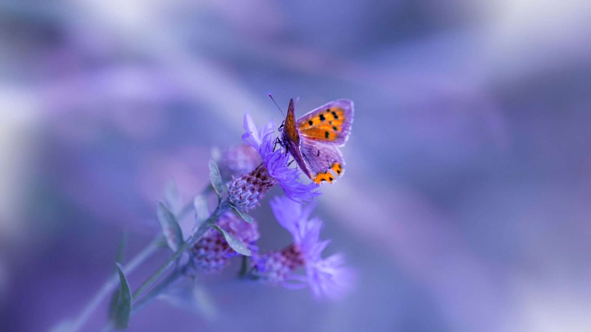 奇才狂野觉醒！恩比德传奇之夜，老鹰防线崩塌记