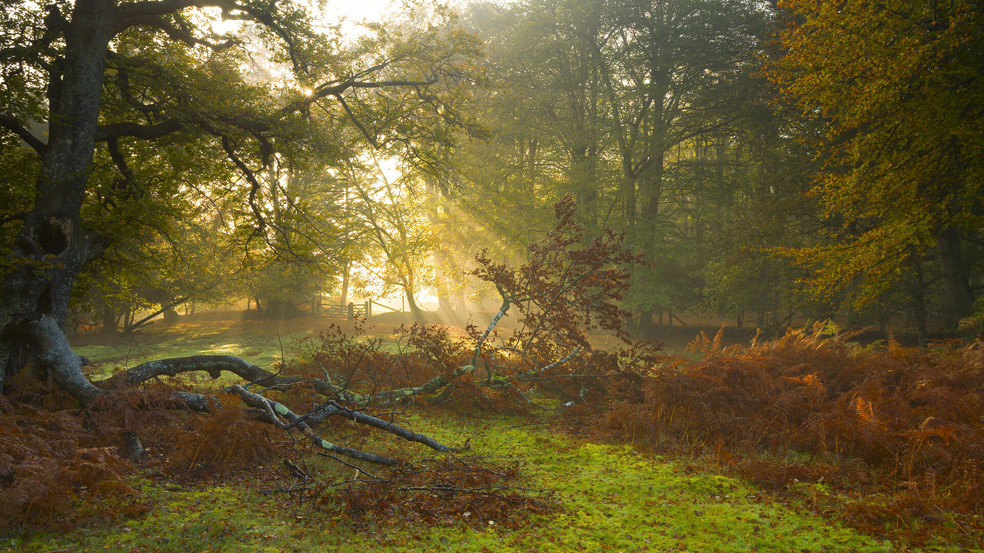 当存在感成为双刃剑,班凯罗照亮赛场,爵士团队踏平王座