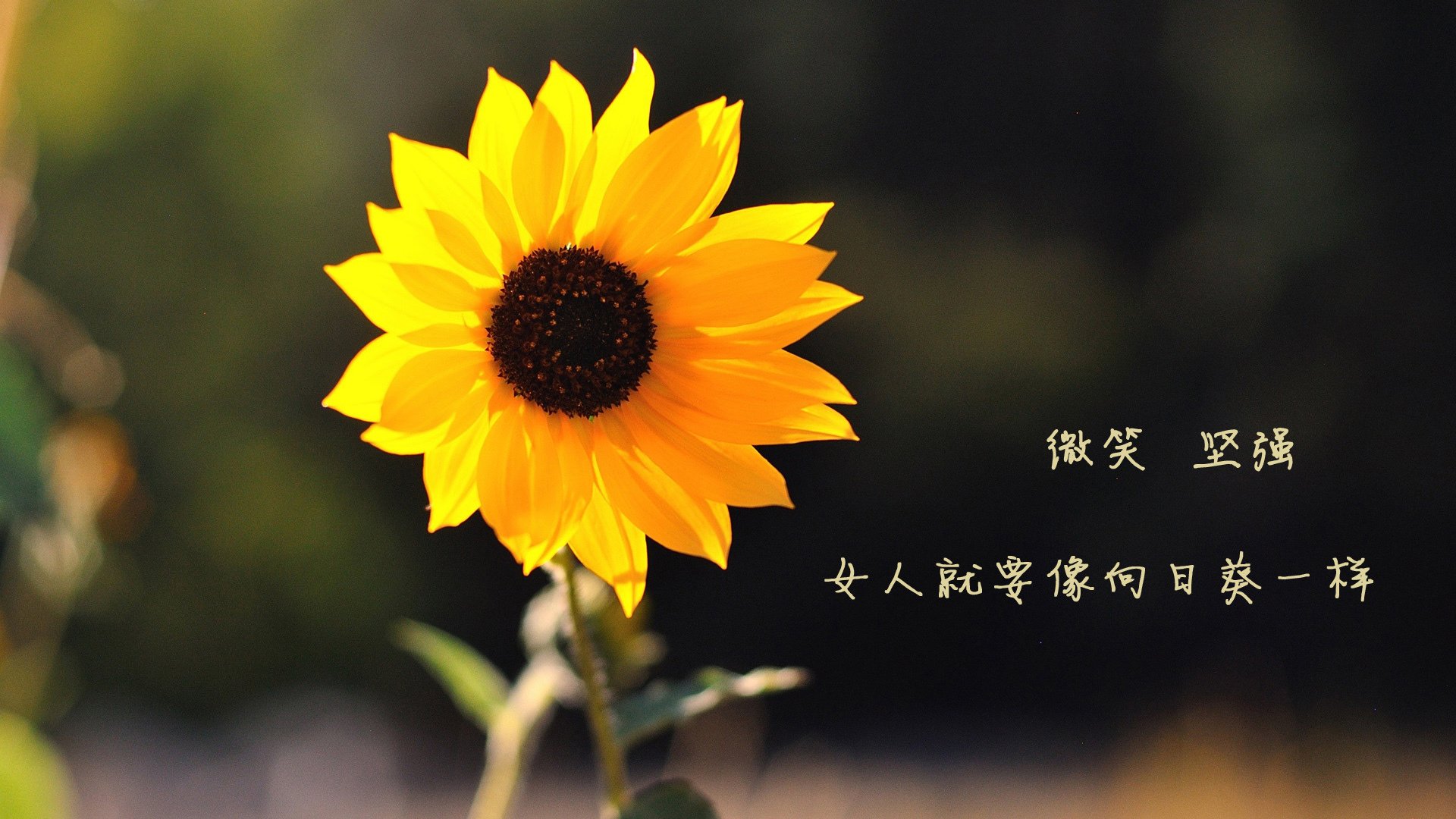 决胜时刻的统治力,从NBA总决赛到绿茵场,解析碾压局的共性基因