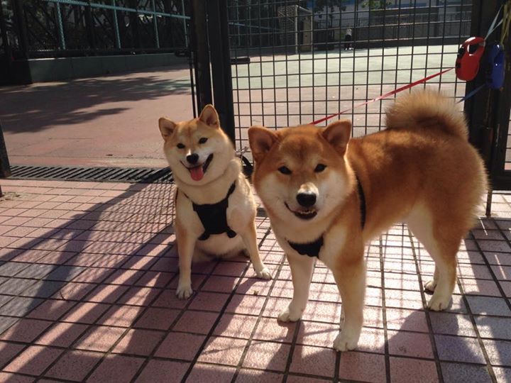 两种统治力,约基奇的极致全面与凯尔特人的无情碾压