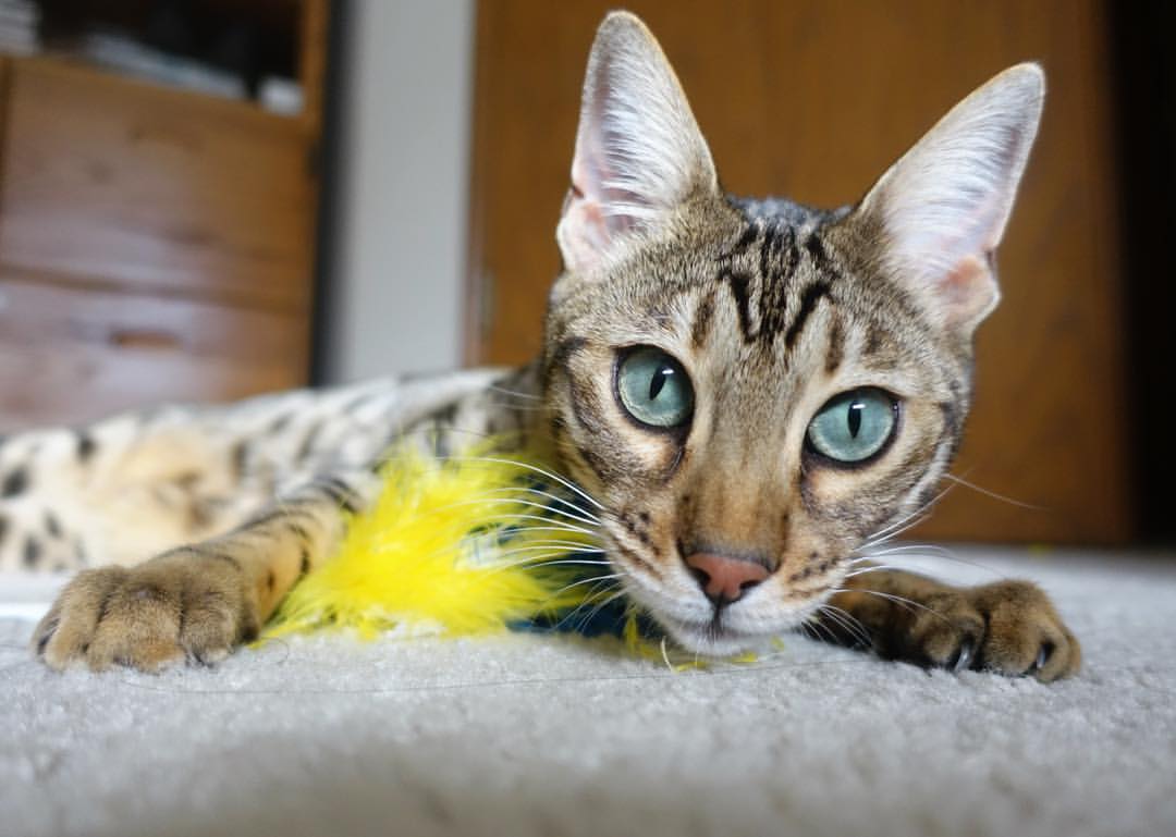 鹰群猎杀时刻，无名英雄布伦森的逆袭之夜