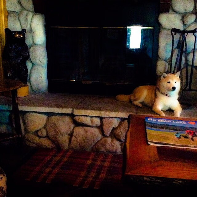 黄蜂撕裂灰熊之网，恩比德擎天一击诠释何谓巨星价值