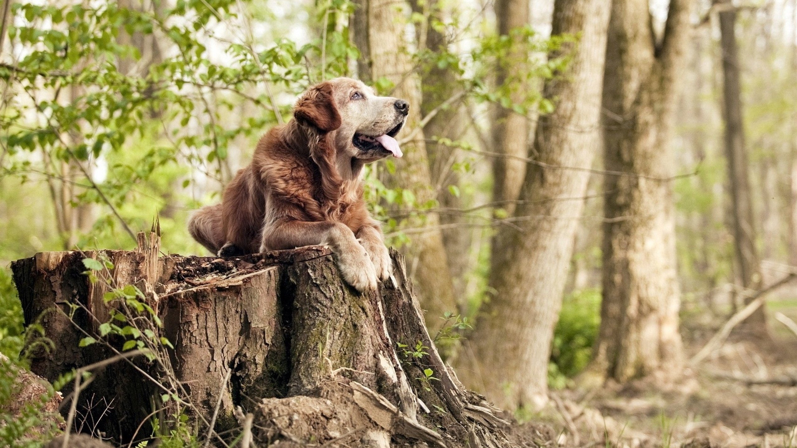 从嘘声到传奇，2026世界杯之夜，萨内单骑救主点亮德意志晨曦